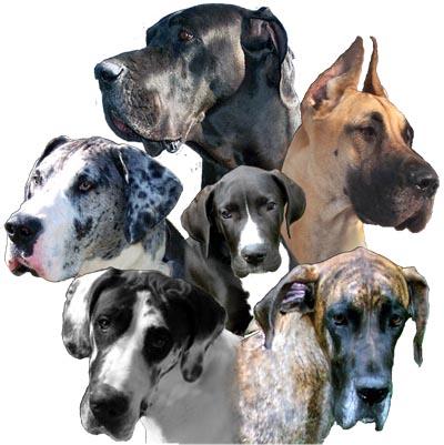 Great Dane