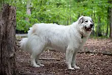 Great Pyrenees