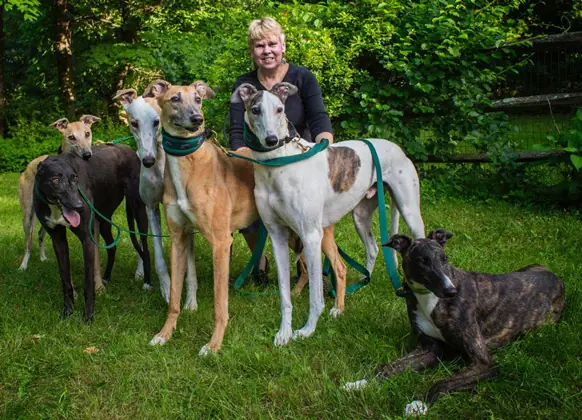 Greyhound Save A Rescue