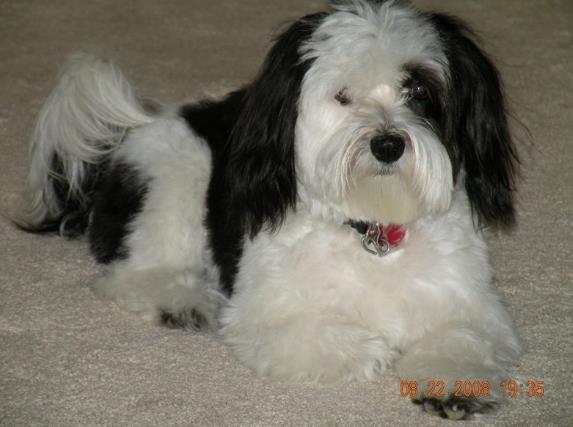 havanese - save a rescue