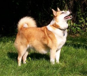 Icelandic Sheepdog