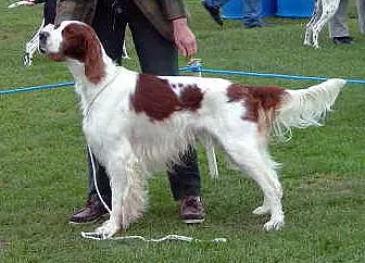 Irish Red White Setter Save A Rescue