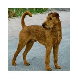 Irish terrier hot sale rescue ireland