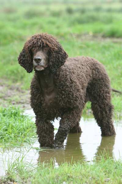 Irish best sale water poodle