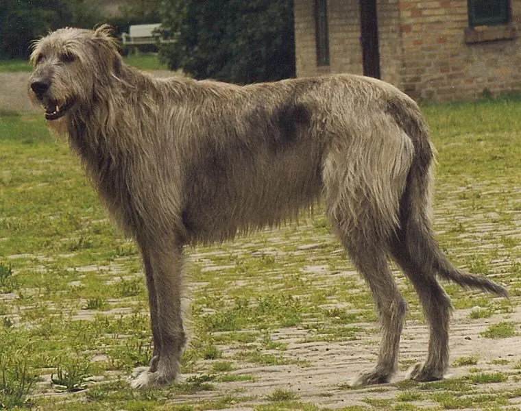 Irish wolfhound for store adoption near me