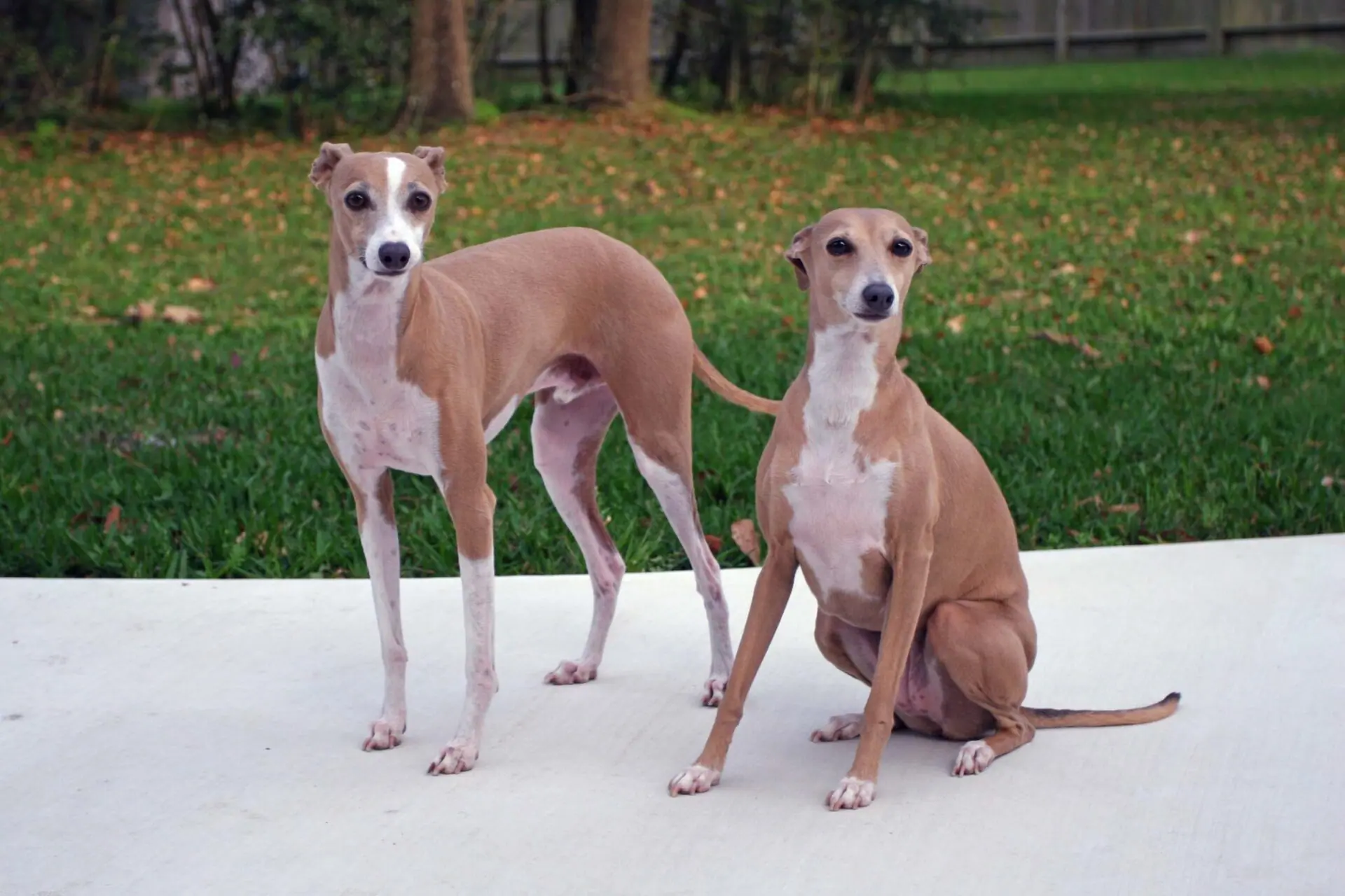 small greyhounds for adoption