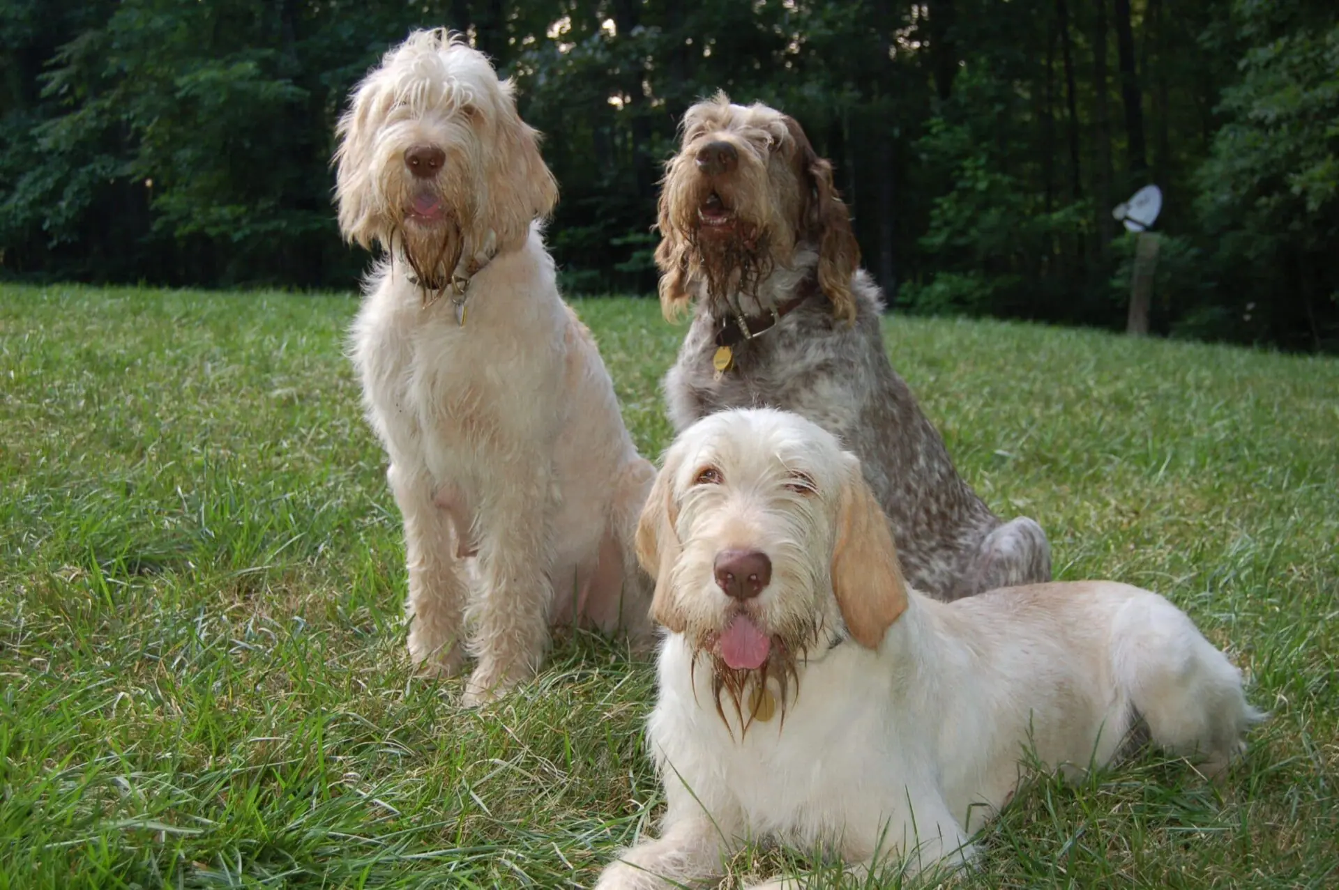 Italian wire hotsell haired dog