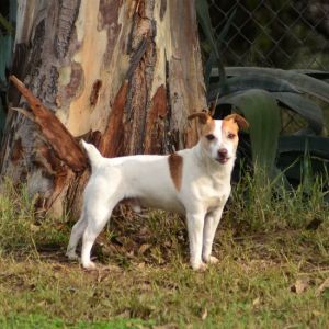 Jack Russell Terrier