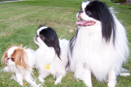 Japanese Chin Spaniel