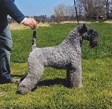 kerry blue terrier rescue