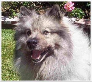 Keeshond Rescue