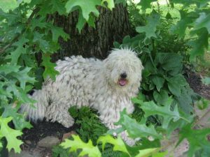 Komondor Rescue