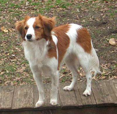 Kooikerhondje cost best sale