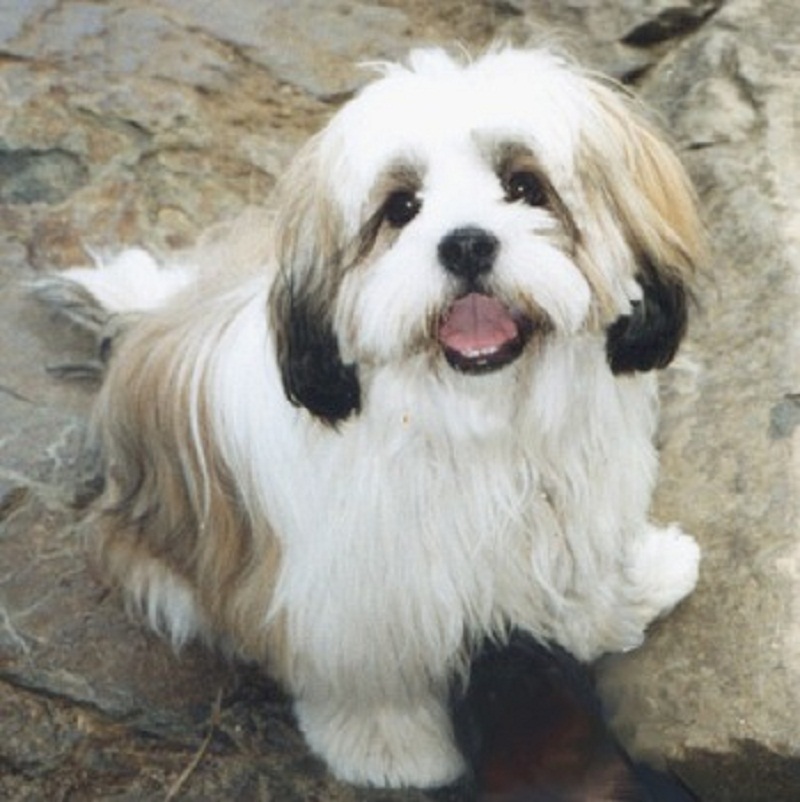 Lhasa apso short store hair for sale