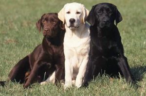 Labrador Retrievers