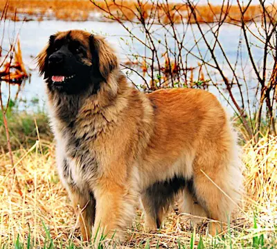 Leonberger store dog rescue