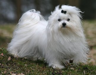 Maltese