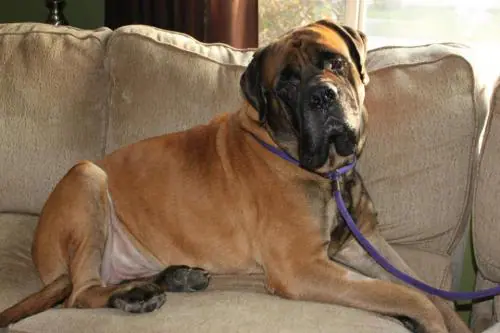 Southern states mastiff sales rescue