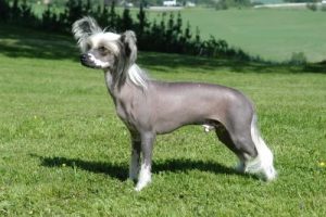 Xoloitzcuintli