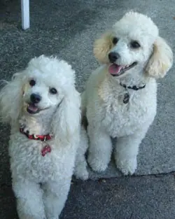 Miniature poodle hot sale adoption