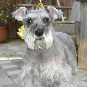 Miniature Schnauzer for Adoption