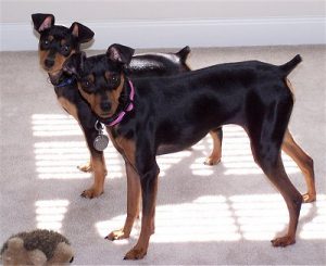 Miniature Pinscher