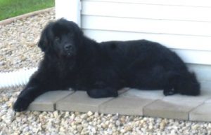 Newfoundland Dogs Rescue