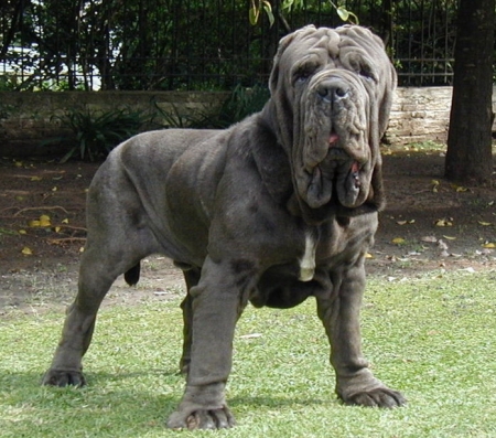 neapolitan mastiff guard dog