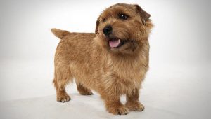 Norfolk Terrier