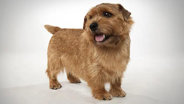 are norfolk terriers easy to train