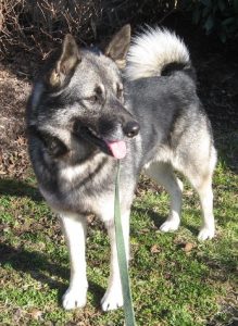 Norwegian Elkhound