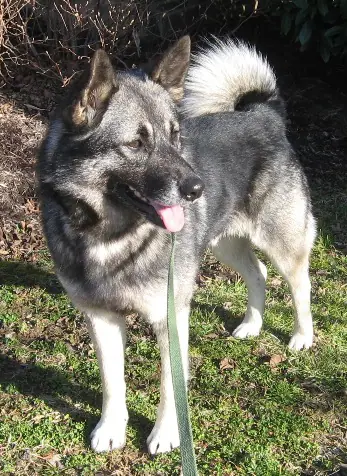 norwegian elkhound rsscue