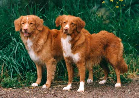 nova scotia duck tolling retriever hunting