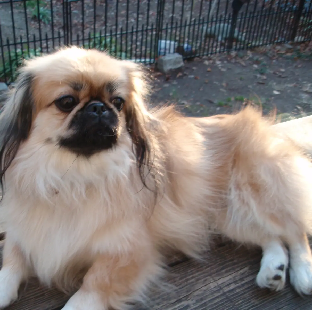 Pekingese adoption clearance near me