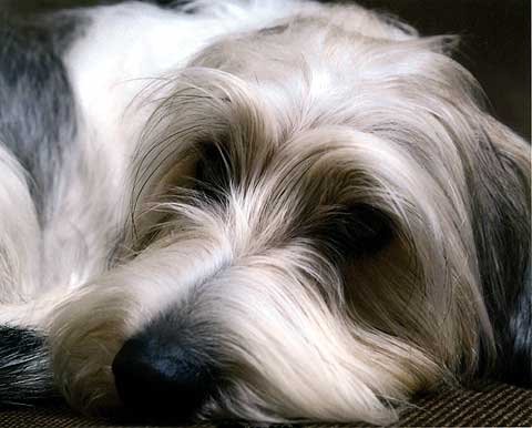 are petit basset griffon vendeen the most intelligent dogs