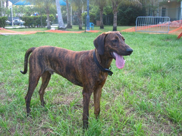 Plott hound best sale whippet mix