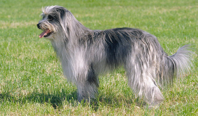 Pyrenean Sheepdog