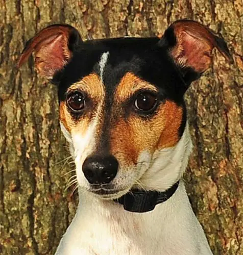 Rat Terrier