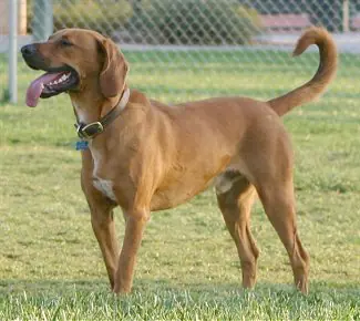 Redbone best sale walker hound