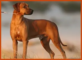 Rhodesian Ridgeback