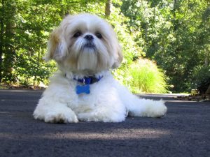 Shih Tzu Rescue New Hampshire