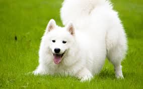 Samoyed