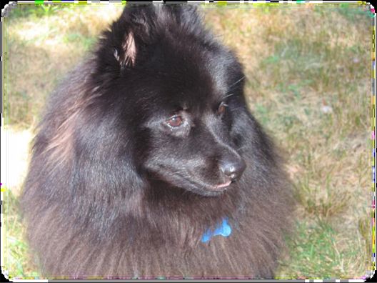 Schipperke