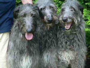 Scottish Deerhound