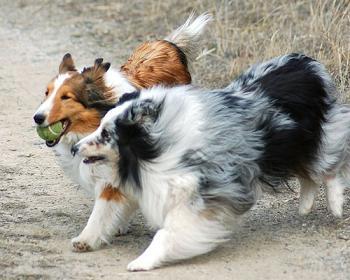 Emerald Coast Sheepdogs