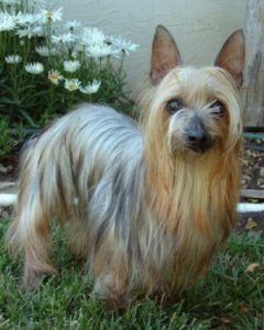 Silky Terrier