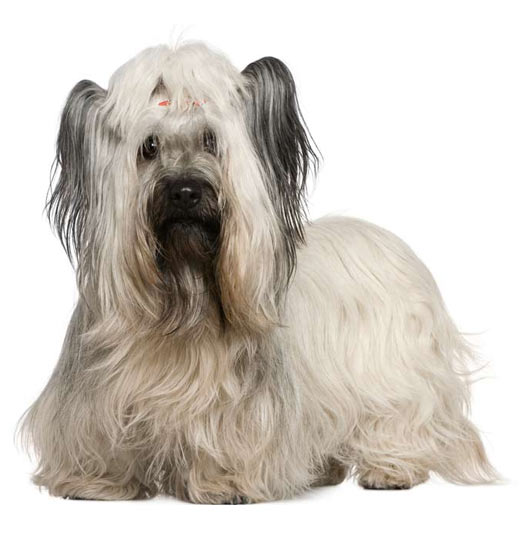 does the skye terrier bark a lot