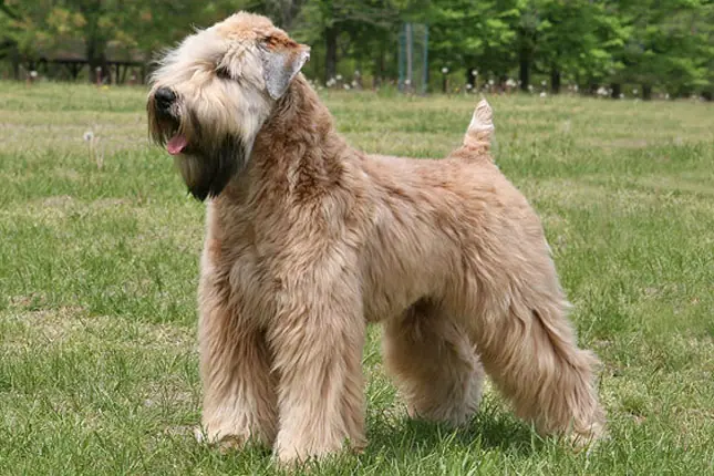 wheaten terrier rescues