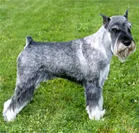 Giant schnauzer for sales adoption