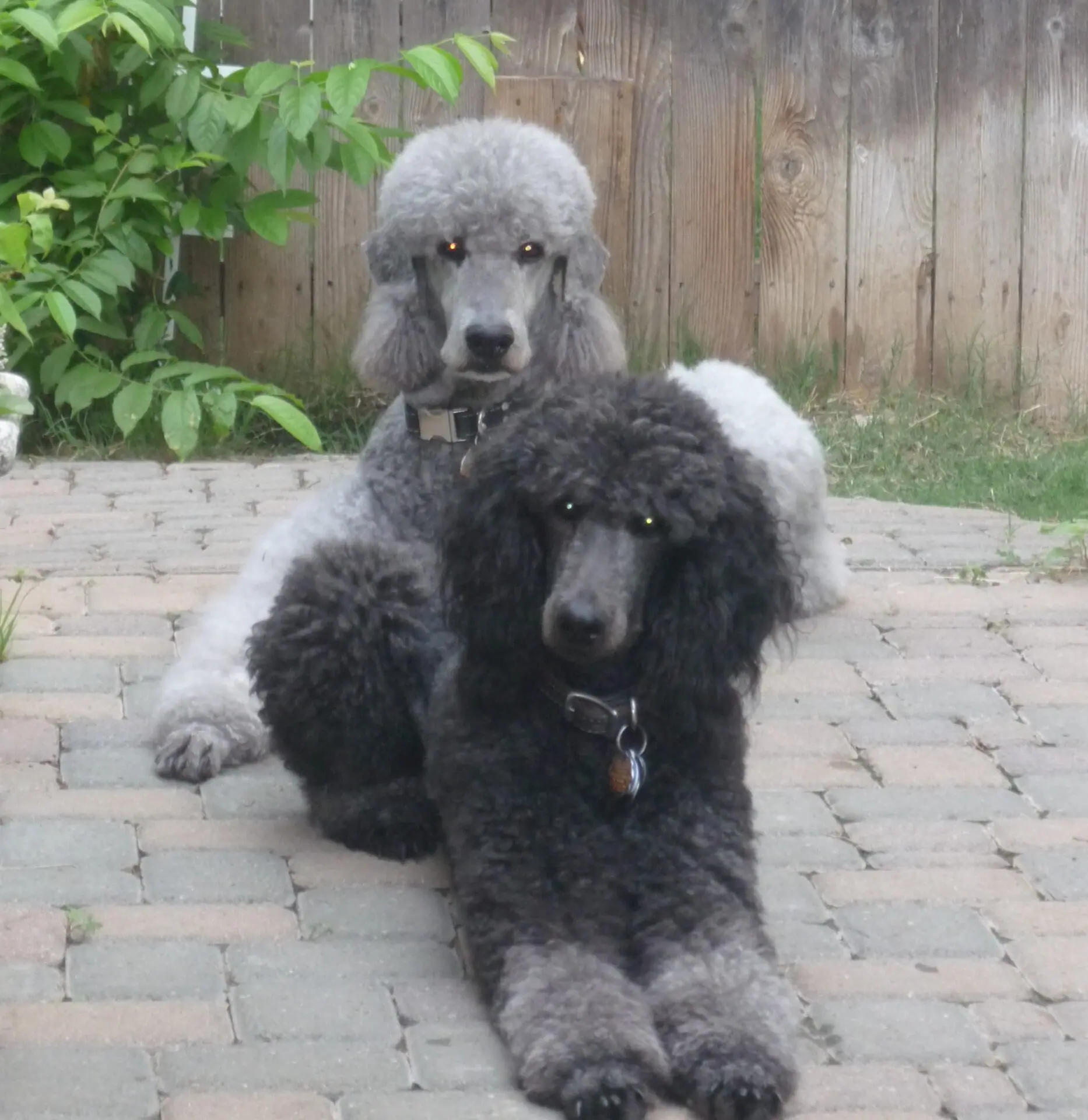 Poodle store rescue dogs